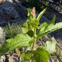 Persicaria lapathifolia at Geehi, NSW - 16 Apr 2022 10:39 AM