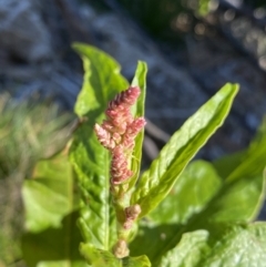 Persicaria lapathifolia at Geehi, NSW - 16 Apr 2022 10:39 AM