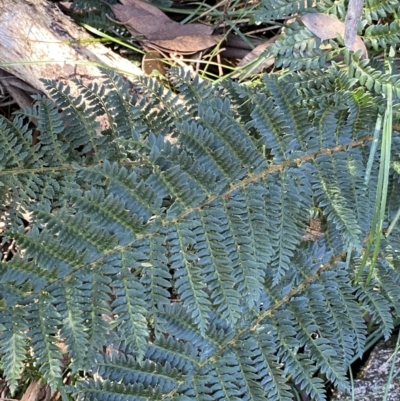 Polystichum proliferum (Mother Shield Fern) at Kosciuszko National Park - 16 Apr 2022 by Ned_Johnston