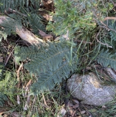 Polystichum proliferum at Geehi, NSW - 16 Apr 2022