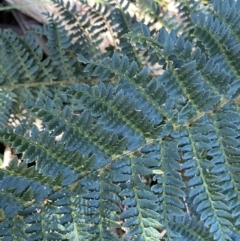 Polystichum proliferum at Geehi, NSW - 16 Apr 2022