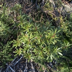 Tasmannia xerophila subsp. xerophila at Geehi, NSW - 16 Apr 2022 10:29 AM