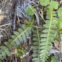 Blechnum penna-marina (Alpine Water Fern) at Geehi, NSW - 16 Apr 2022 by Ned_Johnston