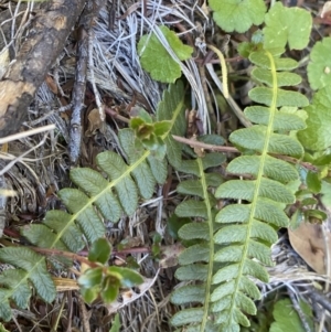 Blechnum penna-marina at Geehi, NSW - 16 Apr 2022