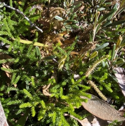 Austrolycopodium fastigiatum (Alpine Club Moss) at Geehi, NSW - 16 Apr 2022 by NedJohnston