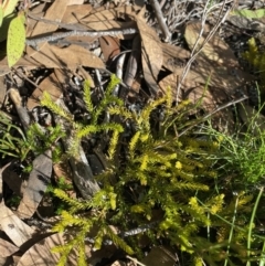 Austrolycopodium fastigiatum at Geehi, NSW - 16 Apr 2022 10:25 AM