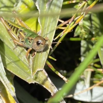 Kosciuscola cognatus (A grasshopper) at Geehi, NSW - 16 Apr 2022 by NedJohnston
