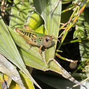 Kosciuscola cognatus at Geehi, NSW - 16 Apr 2022 10:20 AM