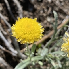 Coronidium monticola (Mountain Button Everlasting) at Geehi, NSW - 16 Apr 2022 by NedJohnston