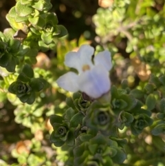 Prostanthera cuneata (Alpine Mint Bush) at Kosciuszko National Park - 15 Apr 2022 by Ned_Johnston