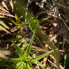 Kosciuscola tristis (Chameleon Grasshopper) at Kosciuszko National Park - 15 Apr 2022 by Ned_Johnston