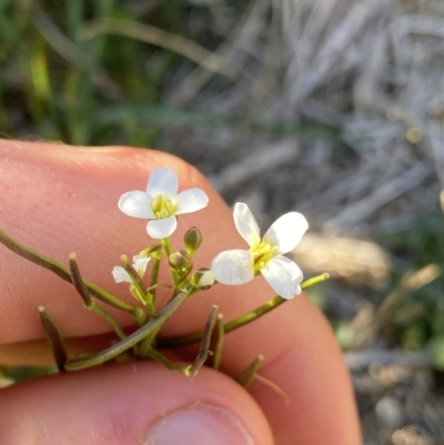 Cardamine lilacina (Lilac Bitter-cress) at Geehi, NSW - 16 Apr 2022 by NedJohnston