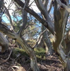 Eucalyptus pauciflora subsp. niphophila (Alpine Snow Gum) at Geehi, NSW - 16 Apr 2022 by Ned_Johnston