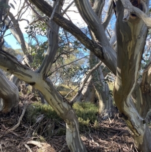 Eucalyptus pauciflora subsp. niphophila at Kosciuszko National Park - 16 Apr 2022