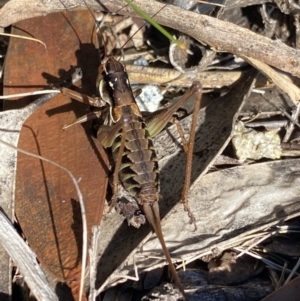 Austrodectes monticolus at Geehi, NSW - 16 Apr 2022 02:15 PM