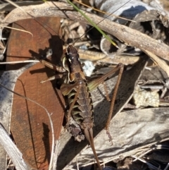 Austrodectes monticolus at Geehi, NSW - 16 Apr 2022 02:15 PM