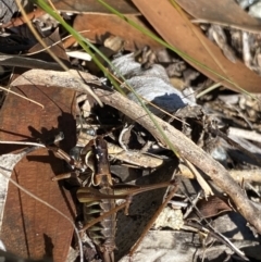 Austrodectes monticolus at Geehi, NSW - 16 Apr 2022 02:15 PM