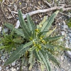 Senecio sp. (A Fireweed) at Geehi, NSW - 16 Apr 2022 by Ned_Johnston