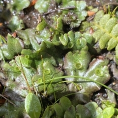 Marchantia sp. (genus) (A Liverwort) at Kosciuszko National Park, NSW - 16 Apr 2022 by Ned_Johnston