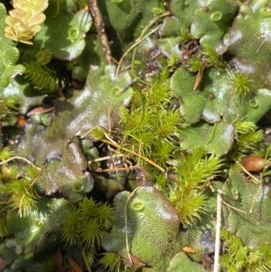 Marchantia sp. (genus) at Kosciuszko National Park, NSW - 16 Apr 2022 01:09 PM