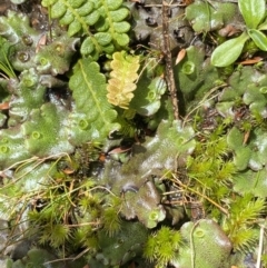 Marchantia sp. (genus) at Kosciuszko National Park, NSW - 16 Apr 2022 01:09 PM