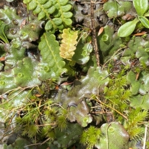 Marchantia sp. (genus) at Kosciuszko National Park, NSW - 16 Apr 2022 01:09 PM