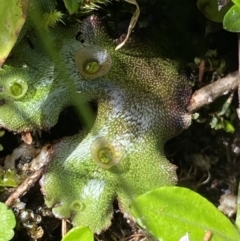 Marchantia sp. (genus) at Kosciuszko National Park, NSW - 16 Apr 2022 01:09 PM