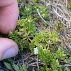 Asperula pusilla (Alpine Woodruff) at Kosciuszko National Park, NSW - 16 Apr 2022 by Ned_Johnston