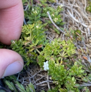 Asperula pusilla at Kosciuszko National Park, NSW - 16 Apr 2022