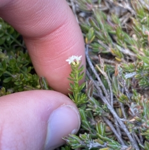 Asperula pusilla at Kosciuszko National Park, NSW - 16 Apr 2022 01:01 PM