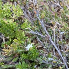 Asperula pusilla at Kosciuszko National Park, NSW - 16 Apr 2022