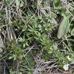 Asperula pusilla at Kosciuszko National Park, NSW - 16 Apr 2022 01:01 PM