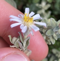 Olearia brevipedunculata (Dusty Daisy Bush) at Geehi, NSW - 16 Apr 2022 by Ned_Johnston