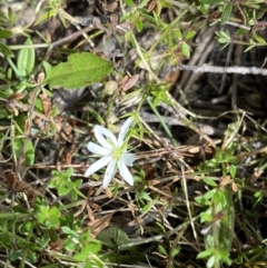 Stellaria pungens (Prickly Starwort) at Geehi, NSW - 16 Apr 2022 by NedJohnston