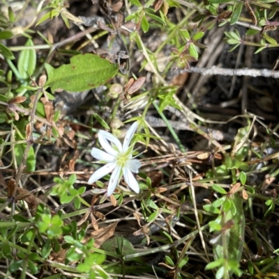 Stellaria pungens (Prickly Starwort) at Geehi, NSW - 16 Apr 2022 by NedJohnston