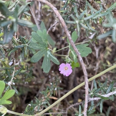 Geranium potentilloides (Soft Crane's-bill) at Kosciuszko National Park, NSW - 16 Apr 2022 by NedJohnston