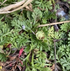 Leptinella filicula (Mountain Cotula) at Kosciuszko National Park - 16 Apr 2022 by Ned_Johnston