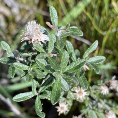 Olearia phlogopappa subsp. serrata at Kosciuszko National Park, NSW - 16 Apr 2022 by Ned_Johnston