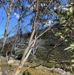 Eucalyptus pauciflora subsp. niphophila (Alpine Snow Gum) at Kosciuszko National Park - 16 Apr 2022 by Ned_Johnston