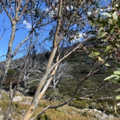 Eucalyptus pauciflora subsp. niphophila (Alpine Snow Gum) at Kosciuszko National Park, NSW - 16 Apr 2022 by Ned_Johnston