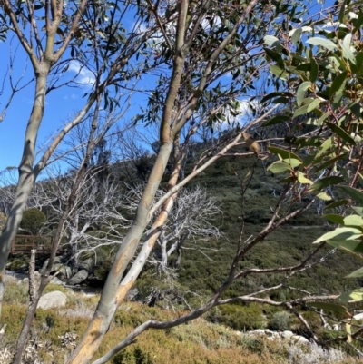 Eucalyptus pauciflora subsp. niphophila (Alpine Snow Gum) at Kosciuszko National Park - 16 Apr 2022 by Ned_Johnston