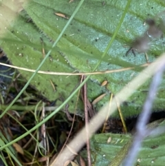 Plantago euryphylla at Geehi, NSW - 16 Apr 2022