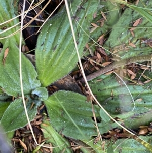 Plantago euryphylla at Geehi, NSW - 16 Apr 2022