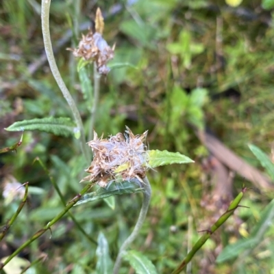 Euchiton sp. (A Cudweed) at Geehi, NSW - 16 Apr 2022 by Ned_Johnston