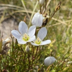 Gentianella cunninghamii subsp. cunninghamii (Cunningham's Snow Gentian) at Kosciuszko National Park, NSW - 16 Apr 2022 by Ned_Johnston