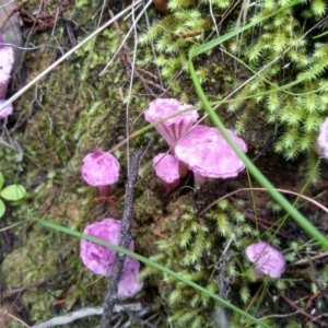 Hygrocybe sp. (gills white/cream) at Cooma, NSW - 22 Apr 2022