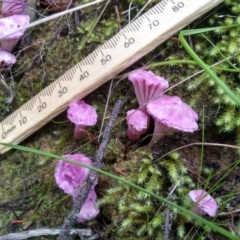 Hygrocybe sp. (gills white/cream) at Cooma, NSW - 22 Apr 2022 02:19 PM