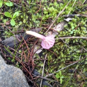 Hygrocybe sp. (gills white/cream) at Cooma, NSW - 22 Apr 2022