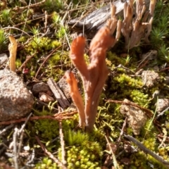 Clavulina sp. (A coral fungus) at Cooma, NSW - 22 Apr 2022 by mahargiani