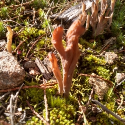 Clavulina sp. (A coral fungus) at Cooma, NSW - 22 Apr 2022 by mahargiani